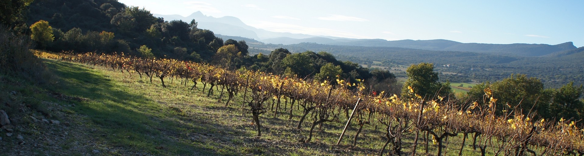 Terroir Saint Hippolyte du fort